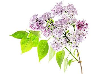 多猫合作运镖《喵门镖局》抢先体验现已上线！ 12月23日前享受限时首发折扣